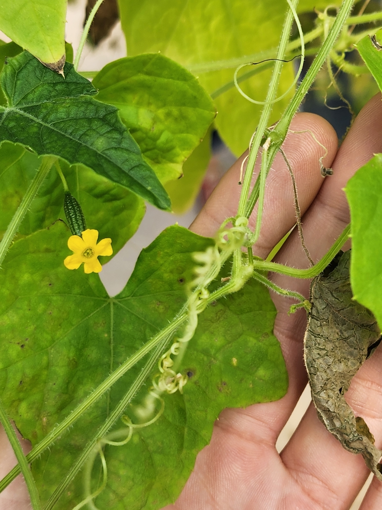 Imagem de Pepino-do-mato