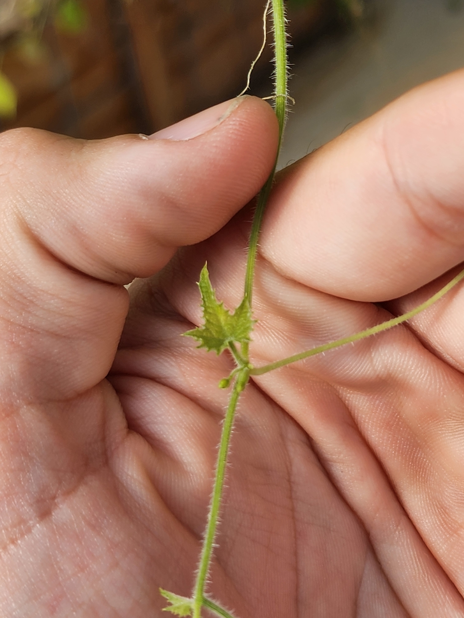 Imagem de Pepino-do-mato