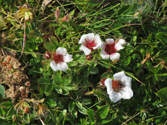 Potentilla clusiana