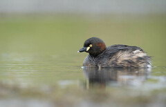 Australasian Grebe photo 3