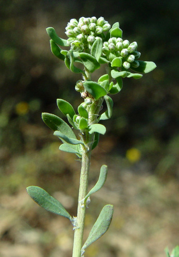 Palestine Strapwort (Corrigiola palaestina)