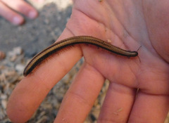 Californiulus yosemitensis