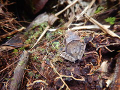 Hemiphractus scutatus