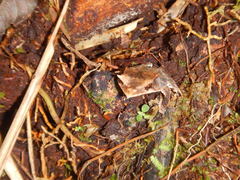 Hemiphractus scutatus