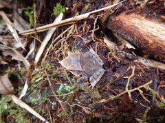 Hemiphractus scutatus