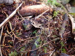 Hemiphractus scutatus