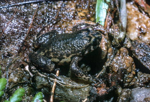 Leptodactylodon axillaris