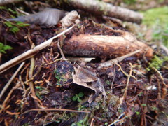 Hemiphractus scutatus