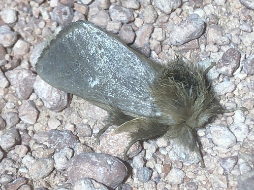Bag-shelter Moth