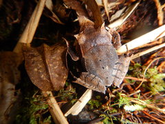 Hemiphractus scutatus