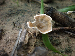 Fungi