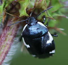 Tritomegas sexmaculatus