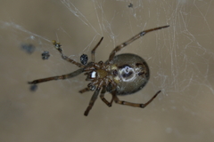Steatoda castanea