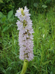 Pontederia sagittata