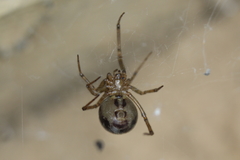 Steatoda castanea