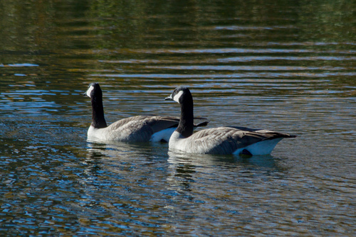 Canada Goose photographed in Wyoming