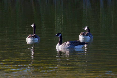 Canada Goose photographed in Wyoming
