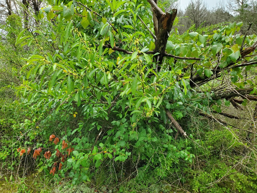 Buckthorn Bully