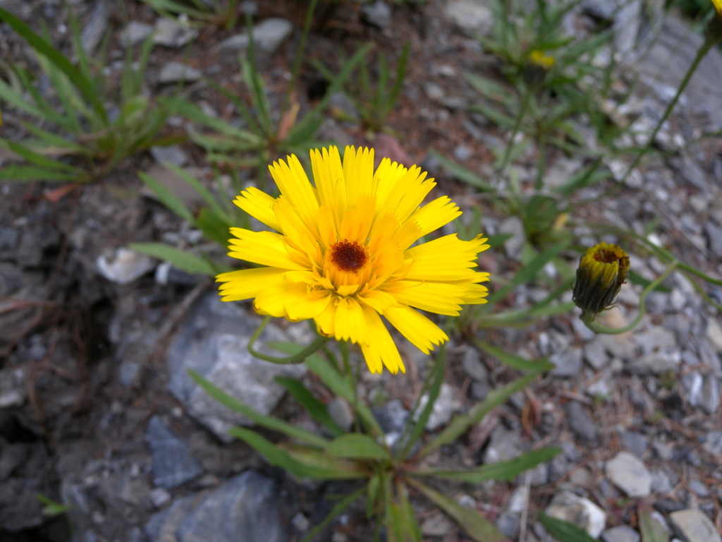 Tolpis staticifolia