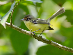 Rufous-Lored Tyrannulet photo 2