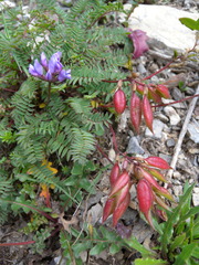 Oxytropis montana