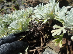 Crossostephium chinense