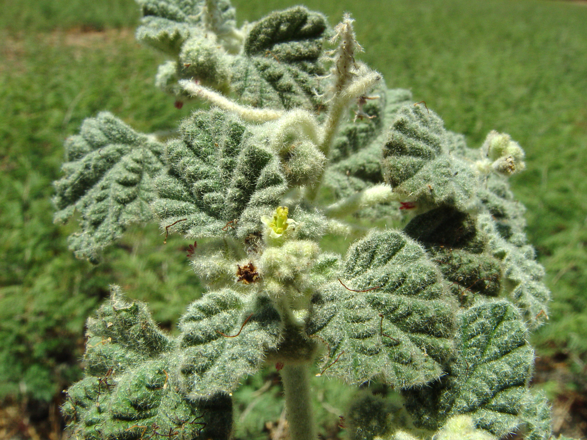 Chrozophora plicata