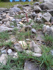 Trisetum distichophyllum