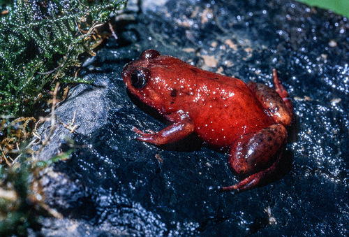 Redbelly Egg Frog