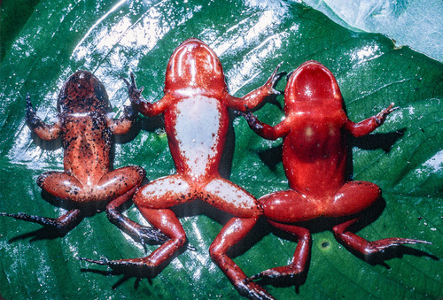 Redbelly Egg Frog