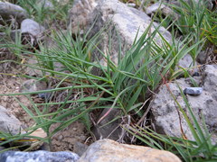 Trisetum distichophyllum