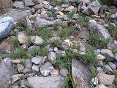 Trisetum distichophyllum