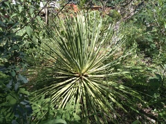 Agave stricta
