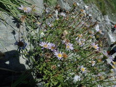 Aster hispidus