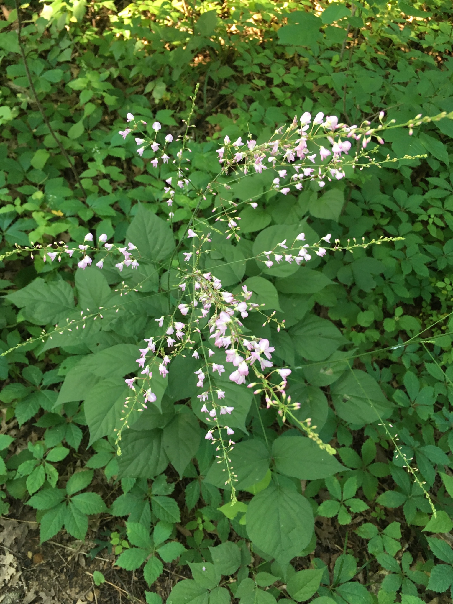 Desmodium glutinosum