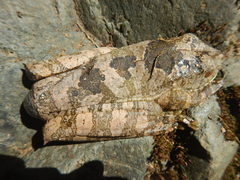 Boana appendiculata
