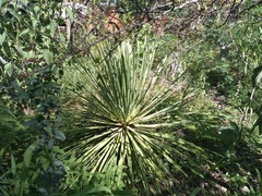 Agave stricta