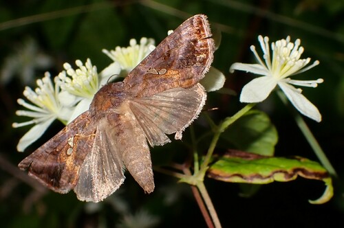 Common Looper Moth photo 6