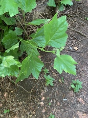 Magnoliopsida