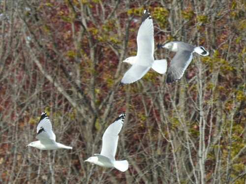 Black-tailed Gull｜黑尾鸥 参考照片