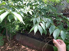 Ulmaceae