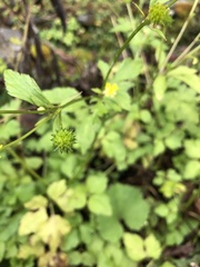 Ranunculus silerifolius