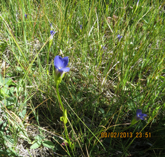 Gentianopsis simplex