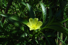 Ludwigia adscendens diffusa