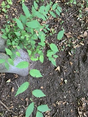 Ulmaceae