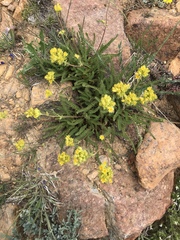 Ivesia gordonii