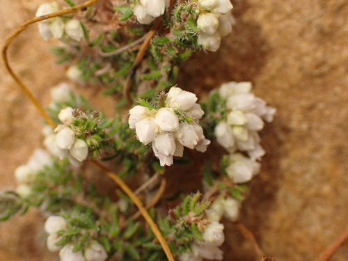 Image of Erica totta by (c) agujaceratops, some rights reserved (CC BY)