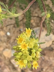 Ivesia gordonii