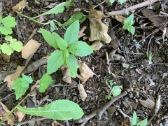 Magnoliopsida