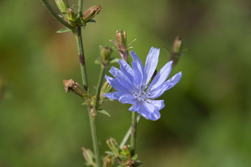 Cichorium intybus